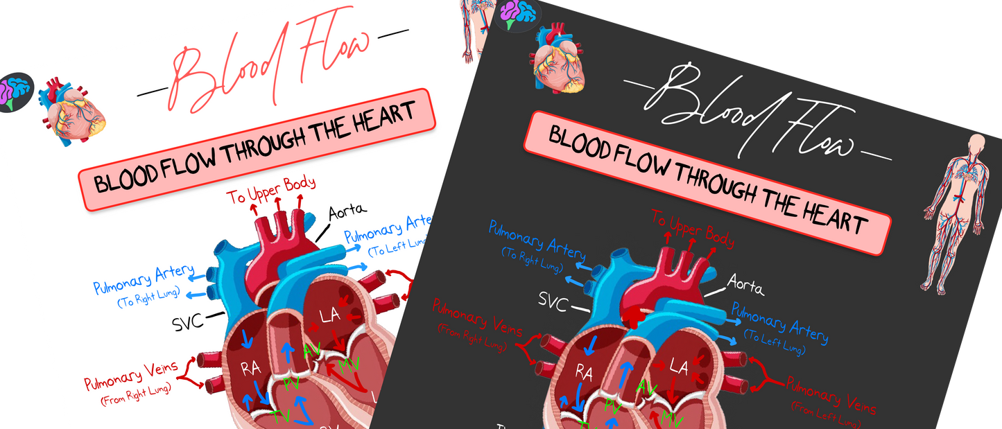 Blood Flow Notes (PDF)