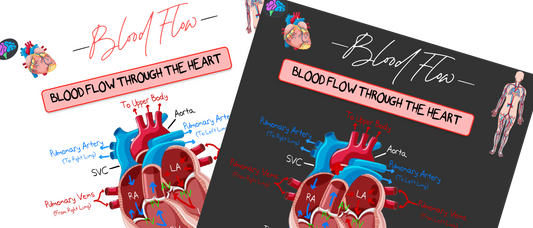 Blood Flow Notes (PDF)