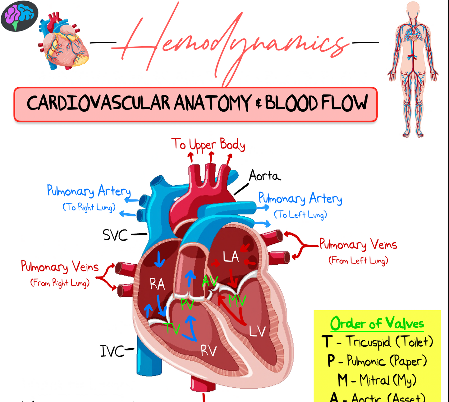 Hemodynamics Principle Notes (PDF)