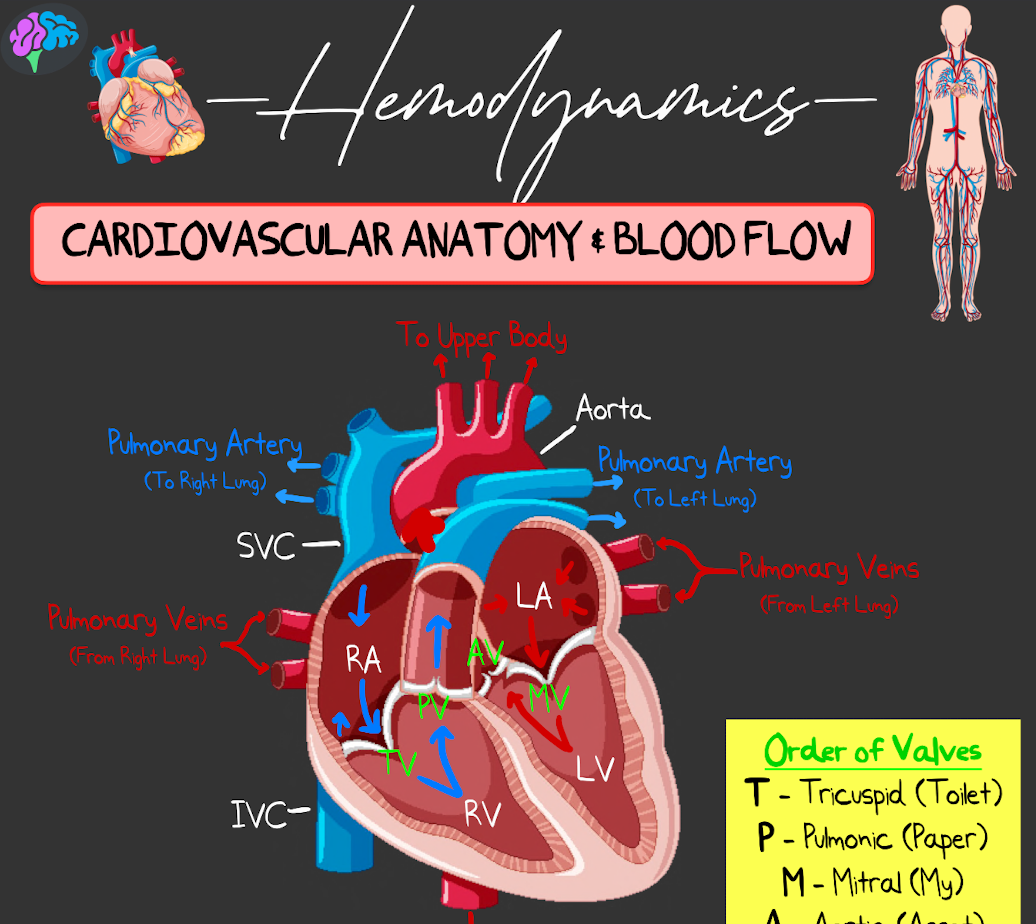 Hemodynamics Principle Notes (PDF)