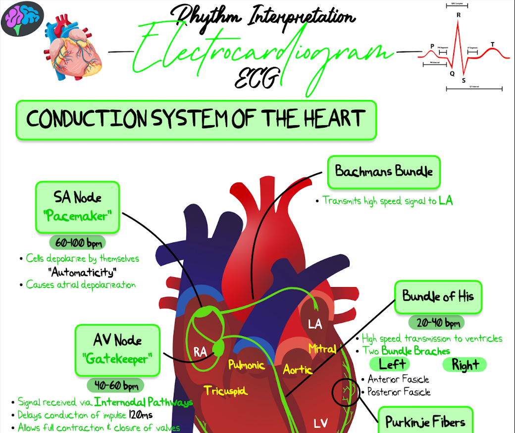 Rhythm Interpretation Notes (PDF)