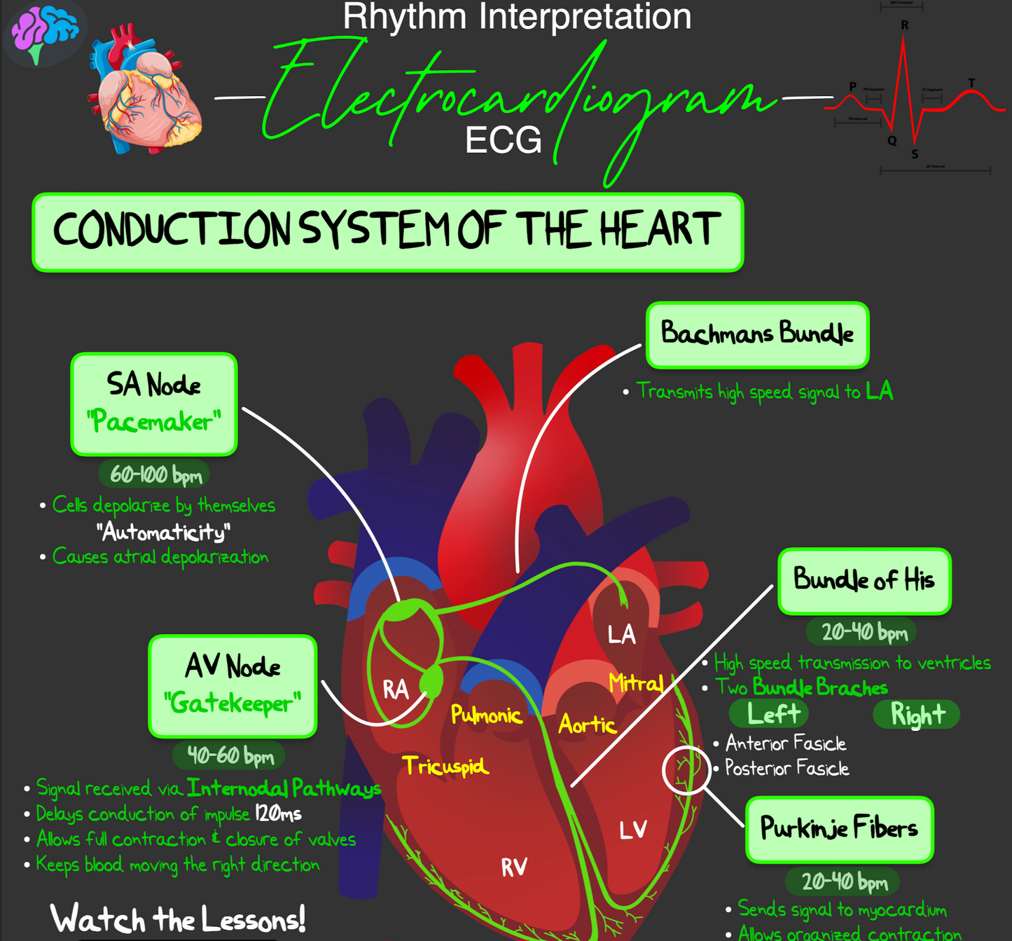 Rhythm Interpretation Notes (PDF)