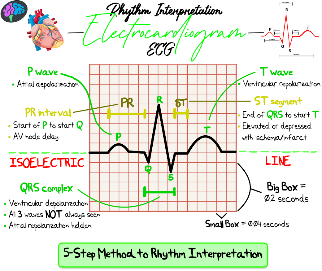 Rhythm Interpretation Notes (PDF)